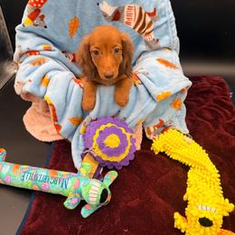Rosco - Chocolate and tan male Dachshund puppy in Gavilan Hills, California from Bacchanal Kennel/Ranch