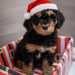Pumkin Pie - Phantom female Goldendoodle puppy in Everett, Washington from Pawlydoodles