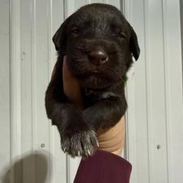 Cortland - Liver male German Wirehaired Pointer puppy in Mora, Minnesota from Reinberg Kennel