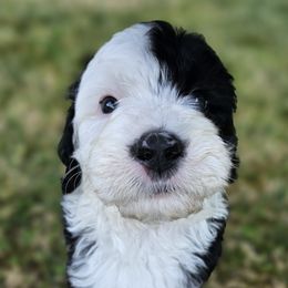 Ivanka - Black and white Sheepadoodle puppy in Egg Harbor City, New Jersey from Doodles by Starlight