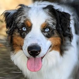 Miniature Australian Shepherds from M&M Aussies