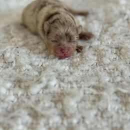 Crumbl - Chocolate merle female Pomeranian puppy in Canandaigua, New York from Fingerlakes Pomeranians