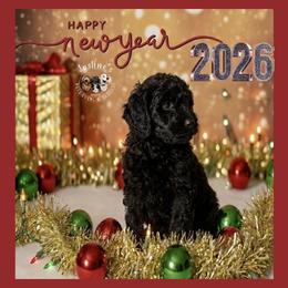 Sally - Black female Goldendoodle puppy in Sterling, Connecticut from Justine’s Retrievers and Doodles