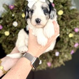 Girl 3 - Blue merle female Bernedoodle puppy in Salt Lake County, Utah from Coco Avenue Pups