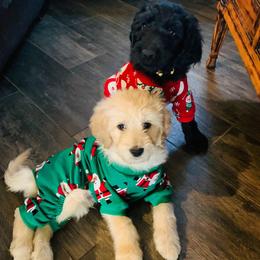 Goldendoodle Puppies from 24 Karat Doodles