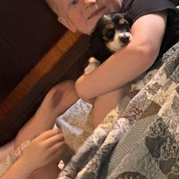 Dachshund and Miniature Australian Shepherd Puppies from Southern Charm Kennels
