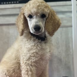 Brown Collar - Apricot Poodle puppy in Melbourne, Florida from A&J Poodles