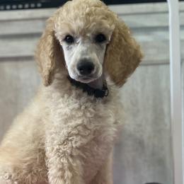 Brown Collar - Apricot Poodle puppy in Melbourne, Florida from A&J Poodles
