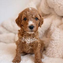 Han Solo - Apricot male Goldendoodle puppy in Gilbert, Arizona from Doodle Bliss