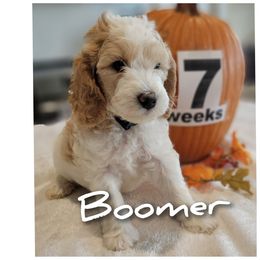 Templeton- green - Parti male Goldendoodle puppy in Fort Worth, Texas from Stacy Warwick