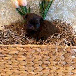 Rosie - Chocolate female Shih Tzu puppy in Success, Missouri from Sweet Success