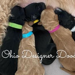 Double Doodles and Goldendoodles from Ohio Designer Doodles
