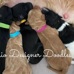 Double Doodles and Goldendoodles from Ohio Designer Doodles