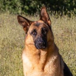 Tess - German Shepherd