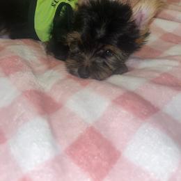 Pongo 1500 - Black and tan male Yorkipoo puppy in Gastonia, North Carolina from Dynasty Kennel