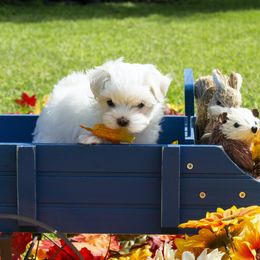 Maltese, Morkie, and Yorkshire Terrier Puppies from Cottonwood Maltese & Yorkies