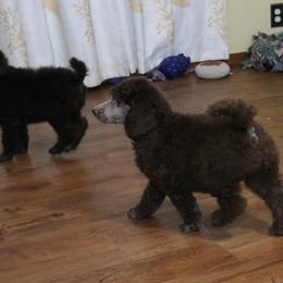Poodle Puppies from RK'S Pets