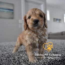 Cockapoo Puppies from Chesley Hill Cockapoos