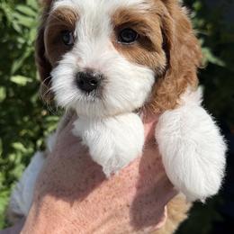 Bernedoodle, Cavapoo, and Goldendoodle Puppies from Adored Poodle & Doodles