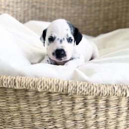 Dalmatian Puppies from RockADal Farm