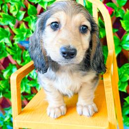 Dash 3750 - Cream male Dachshund puppy in Sylvania, Alabama from Yancey’s Doxies