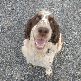 Harley - English Springer Spaniel