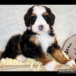 Cabbage - Tri-color male Bernedoodle puppy in Roseburg, Oregon from Lookingglass Doodles