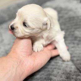 Chanel - White female Maltese puppy in Beebe, Arkansas from Cedar Hill Kennel
