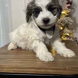 Edgar - Grey male Maltipoo puppy in Berea, Kentucky from Blair’s Furry Friends
