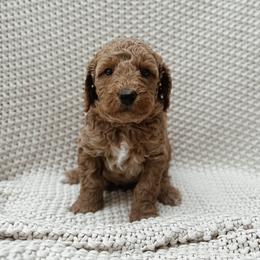 Linus - Red  male Goldendoodle puppy in Fountain Valley, California from Fountain Valley Doodles