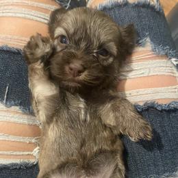 French Bulldog, Mal-Shi, Maltipoo, and Shih Tzu Puppies from NC Stellar Puppies