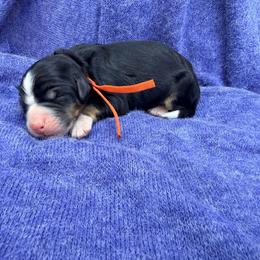 Switchback - Snow Run Litter - Tri-color male Bernedoodle puppy in Charleston, South Carolina from Palm Belle Doodles