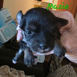 Tiny Mazie - Phantom female Poodle puppy in Wittmann, Arizona from Marlees Puppies 1