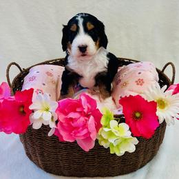 Jasmine - Tri-color female Bernedoodle puppy in Harpers Ferry, West Virginia from Oso Perfect Poodles and Doodles