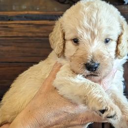 Labradoodles from Sedona Rose Doodles