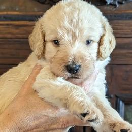 Labradoodles from Sedona Rose Doodles