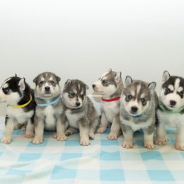 Siberian Husky puppies from Chelsea's Huskies
