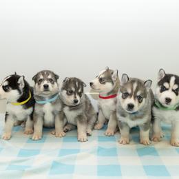 Siberian Husky puppies from Chelsea's Huskies