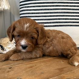 Maize - Red female Cavapoo puppy in Malad City, Idaho from FreckledCowgirlPuppies