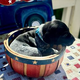 German Shorthaired Pointer Puppies from MaggieMae Andersen