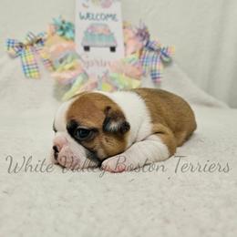 Annie - Seal and white female Boston Terrier puppy in Mulberry, Arkansas from White Valley Boston Terriers