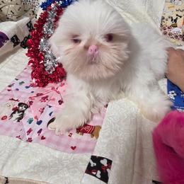 Boy 1 - Gold and white male Shih Tzu puppy in Owensboro, Kentucky from AKA Shih Tzu