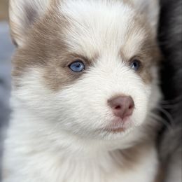 Desert - Lavender female Pomsky puppy in Scandinavia, Wisconsin from Bonnie’s Little Fluffys