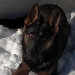 German Shepherds from Kevin Wittbrodt