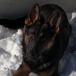 German Shepherds from Kevin Wittbrodt