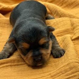 Enzo - Black and tan male Yorkshire Terrier puppy in Tangipahoa County, Louisiana from Riche’ Louisiana Yorkies