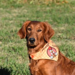 Shiner - Golden Retriever