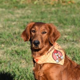 Shiner - Golden Retriever