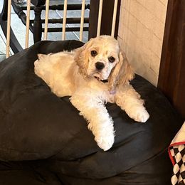 Cocker Spaniel Puppies from Cockers of Country Lane