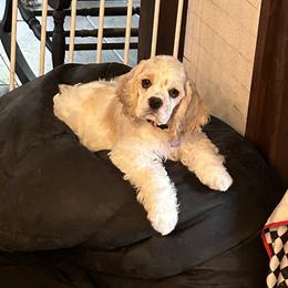 Cocker Spaniel Puppies from Cockers of Country Lane